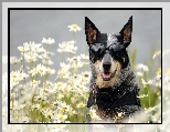 Okulary, Pies, Australian cattle dog