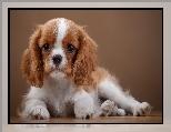 Cavalier King Charles spaniel, Szczeniaczek