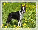 Czarno-biały, Boston terrier, Mniszek