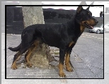 Czarny, Beauceron