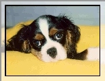 gowa, Cavalier King Charles spaniel