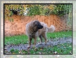 Leonberger, ogrodzenie