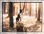 Pień, Border collie, Las