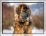 Pies, Leonberger