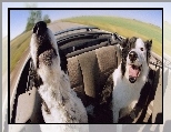 Psy, Border Collie, Kabriolet