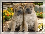 Szczeniaki, Shar Pei