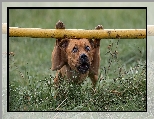 Trawa, Staffordshire Bull terrier, Pies