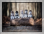 Szczeniaki, Siberian husky, Kłoda